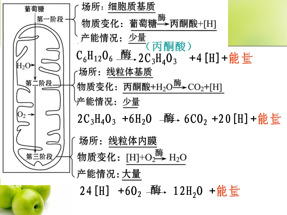 《呼吸作用总结》PPT课件.ppt_第3页