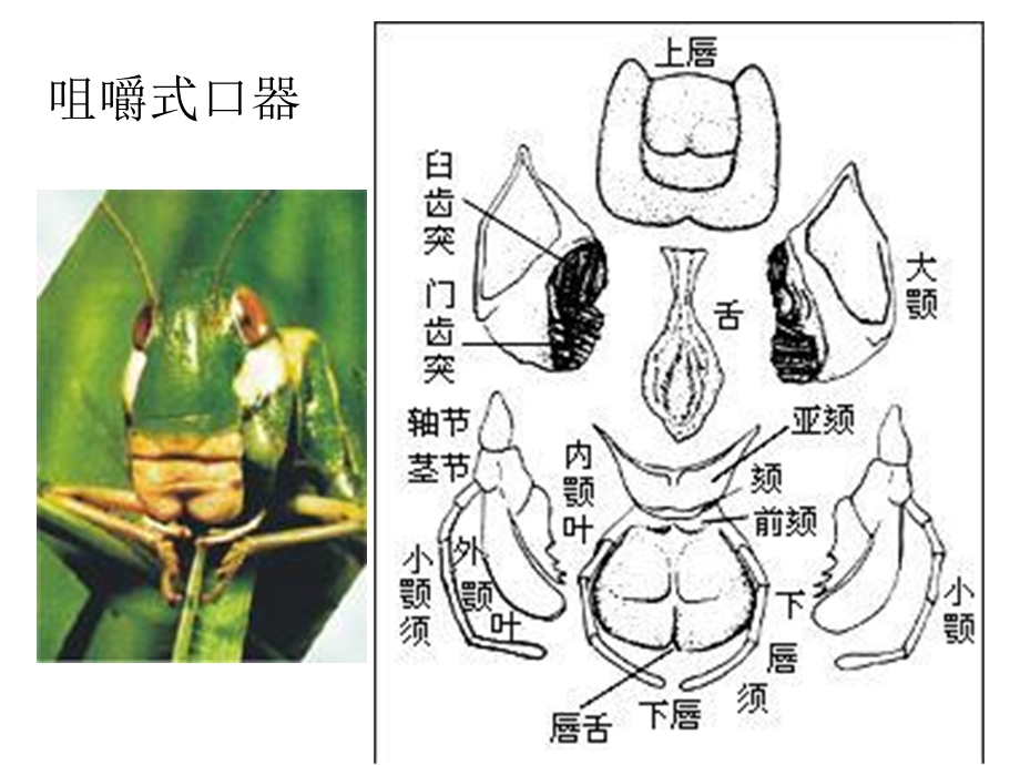 《昆虫实验》PPT课件.ppt_第3页