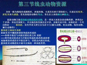 《线虫动物资源》PPT课件.ppt