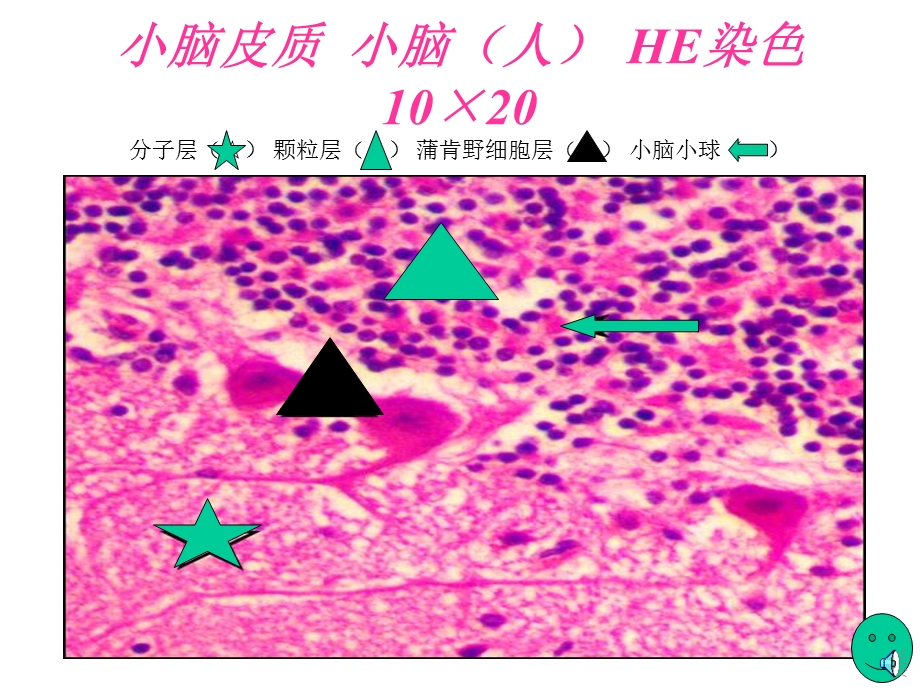 组胚实验课件——神经系统.ppt_第2页