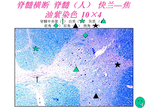 组胚实验课件——神经系统.ppt