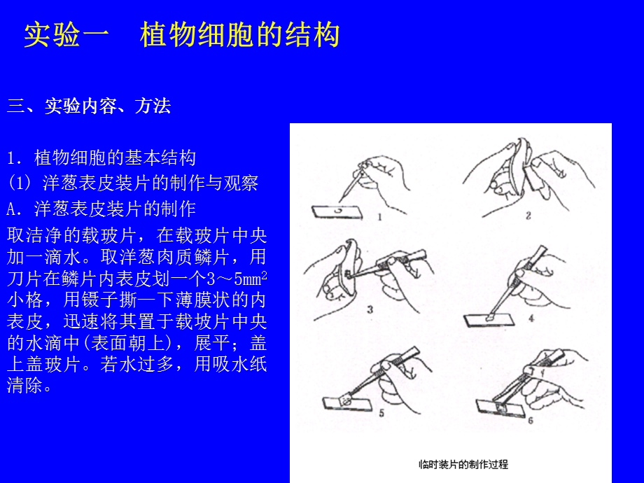 《植物细胞和组织》PPT课件.ppt_第3页