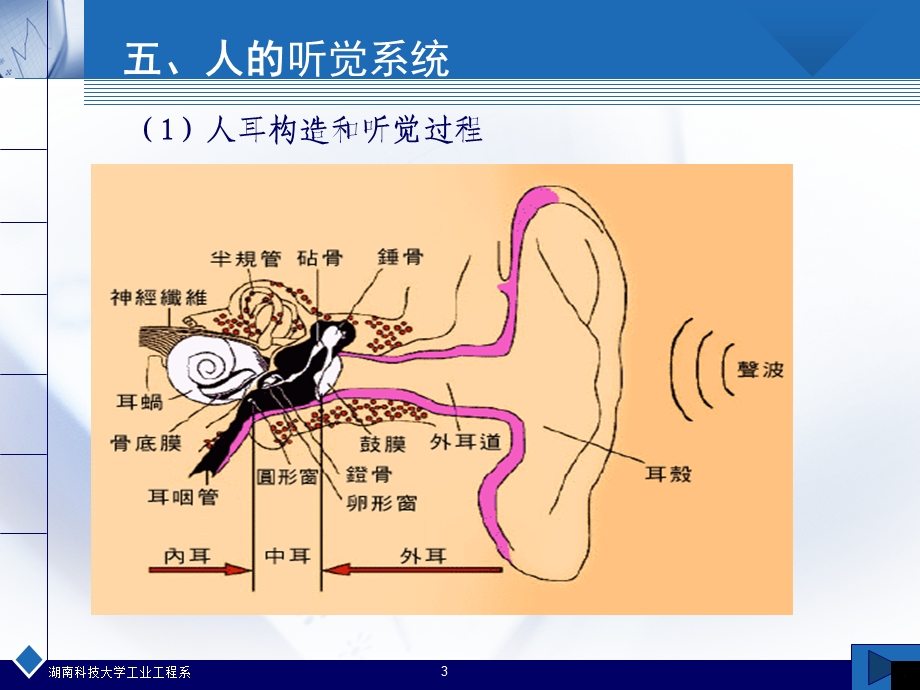 《听觉与运动》PPT课件.ppt_第3页