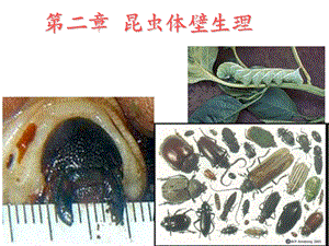 《昆虫体壁生理》PPT课件.ppt