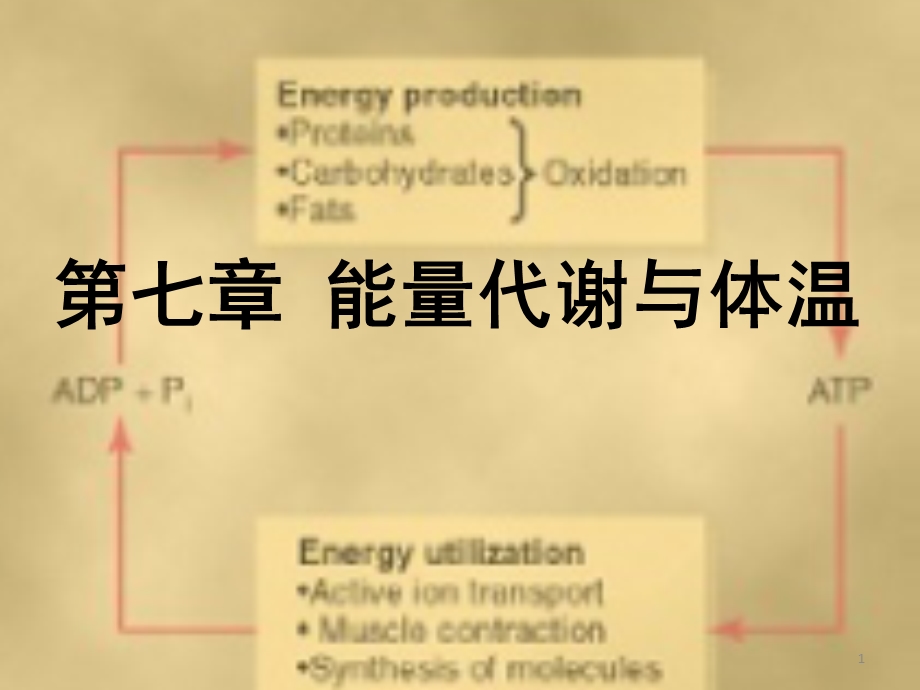 生理学课件 07 能量代谢和体温调节 临床医学 人卫第八版.ppt_第1页