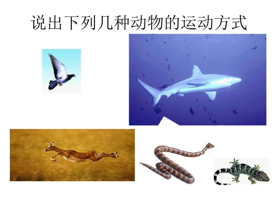 说出下列几种动物运动方式.ppt_第1页