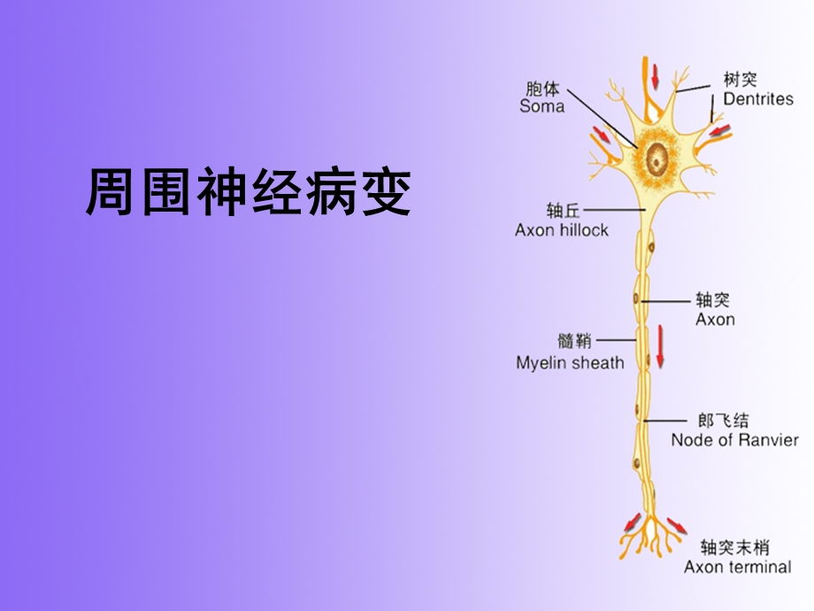 周围神经病变sx().ppt_第1页