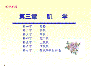 《肌学和内脏学》PPT课件.ppt