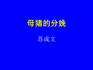 《母猪的分娩》PPT课件.ppt