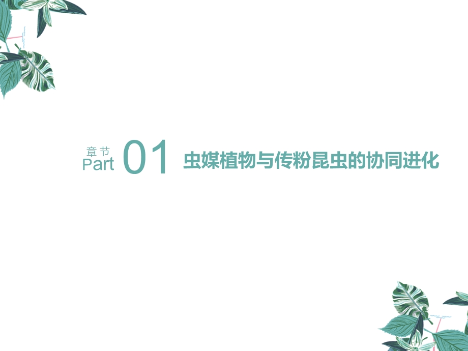 《植物与传粉者》PPT课件.ppt_第2页