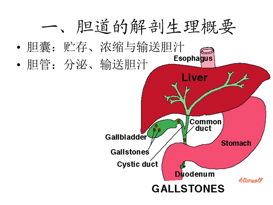 《胆道疾病学习》PPT课件.ppt_第3页