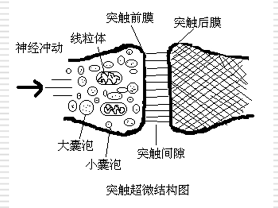 《拟胆碱药和》PPT课件.ppt_第3页