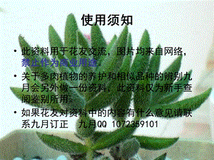 《多肉浆植物种》PPT课件.ppt