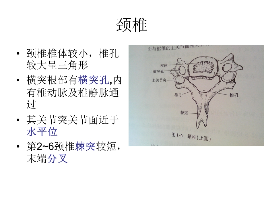 《椎体与椎体间连结》PPT课件.ppt_第2页