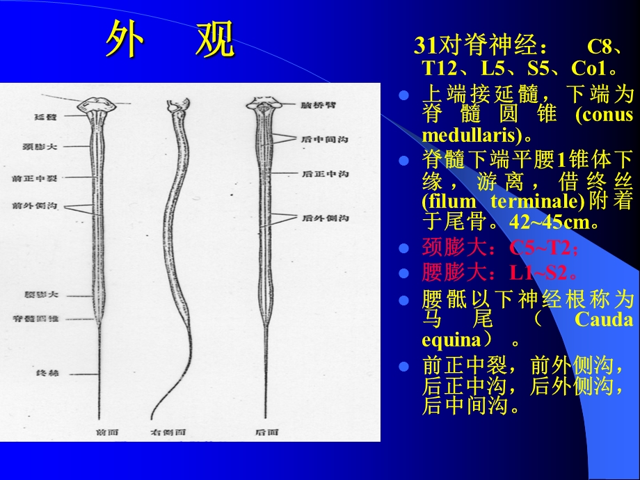 《脊髓疾病医》PPT课件.ppt_第3页