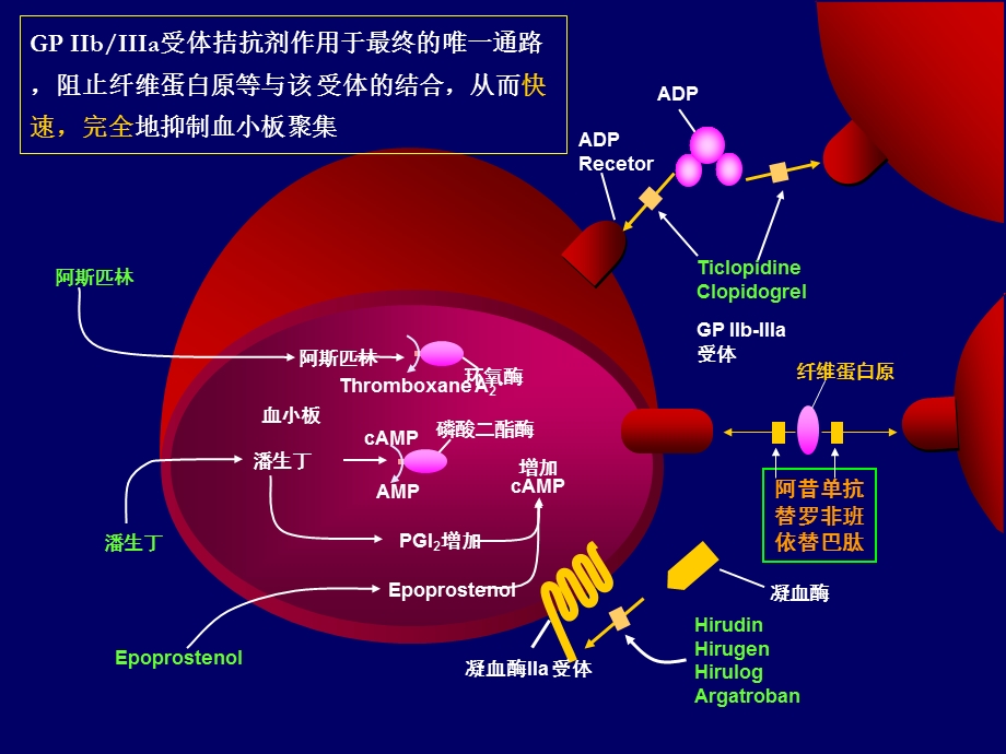 血小板IIbIIIa受体拮抗剂在ACS中应用新进展.ppt_第2页