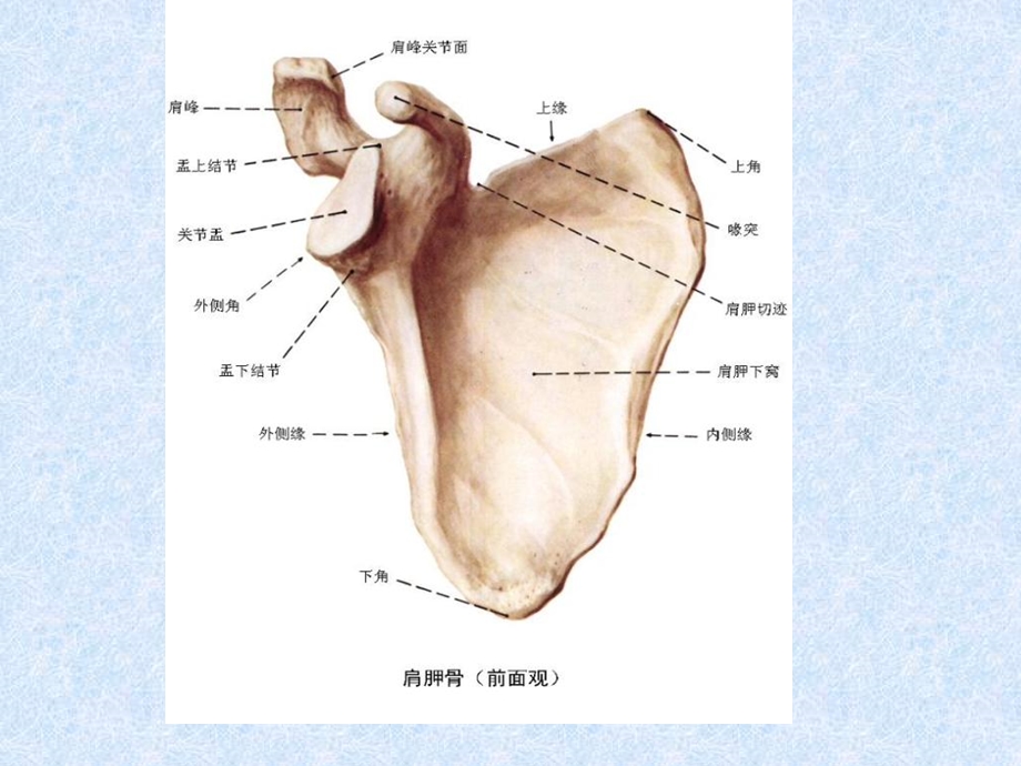 《肩胛骨骨折》PPT课件.ppt_第2页