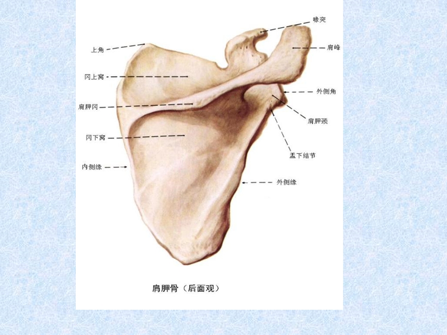 《肩胛骨骨折》PPT课件.ppt_第3页