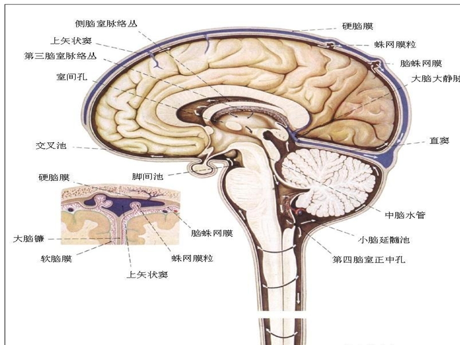 《脑脊液漏护理》PPT课件.ppt_第3页