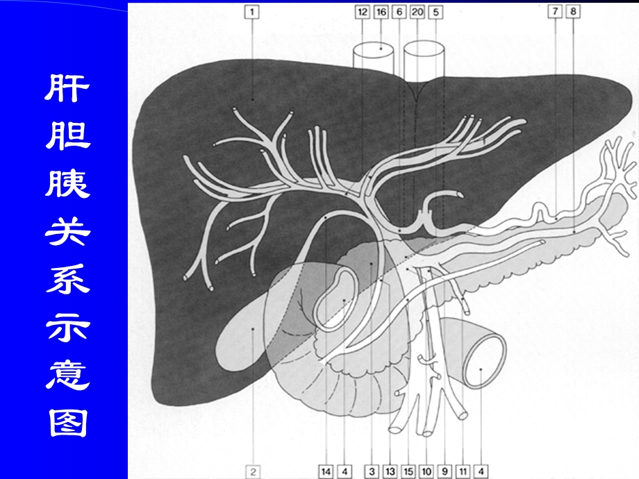 《腹部正常CT表现》PPT课件.ppt_第2页