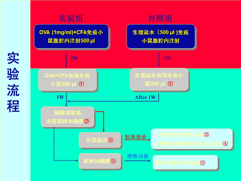 T淋巴细胞功能测定.ppt_第2页