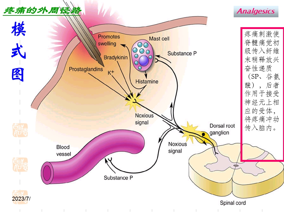 药理学11镇痛药.ppt_第3页