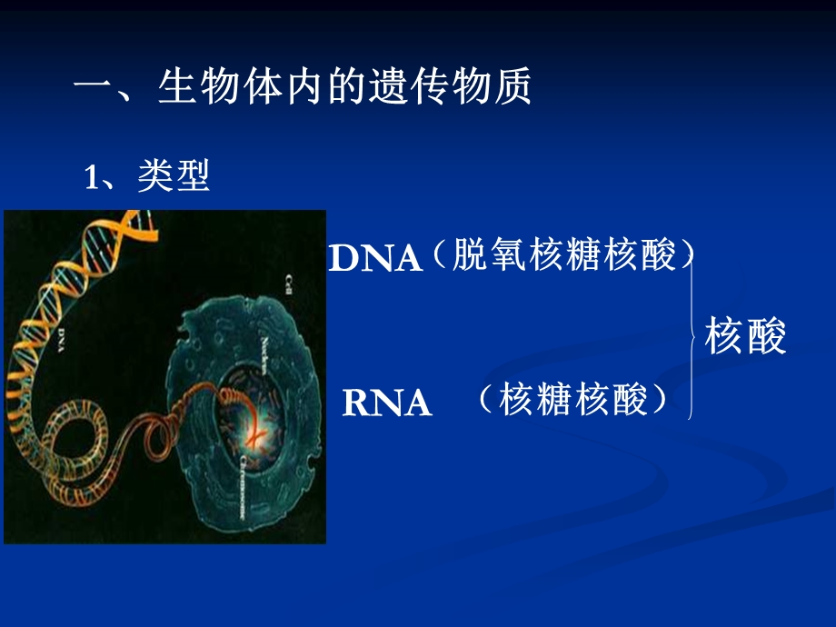 《核酸和维生素》PPT课件.ppt_第1页