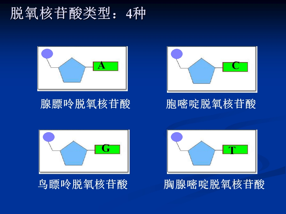 《核酸和维生素》PPT课件.ppt_第3页