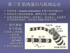 《生物体内蛋白质》PPT课件.ppt