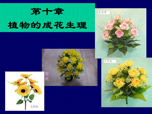 《植物的成花生理》PPT课件.ppt