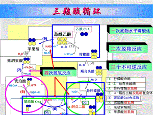 《物质代谢及其调节》PPT课件.ppt