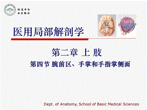 医用局部解剖学腕前区、手掌和手指掌侧面.ppt