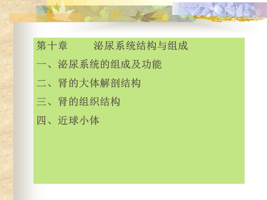 《泌尿系统结构》PPT课件.ppt_第1页