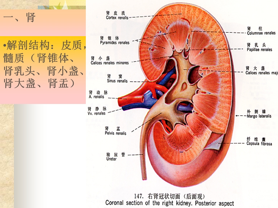 《泌尿系统结构》PPT课件.ppt_第3页