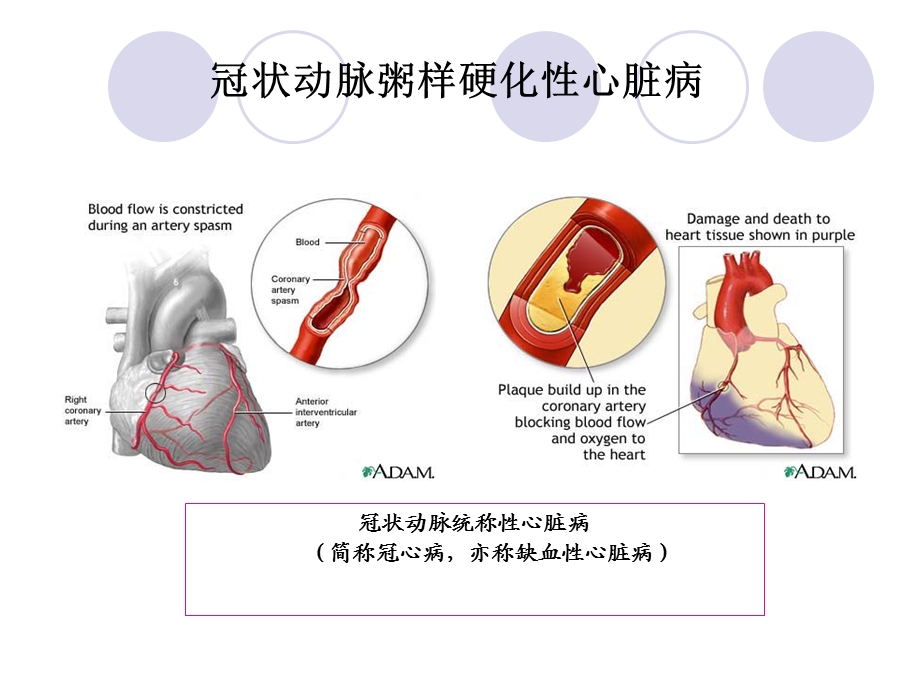 《丹参多酚酸盐》PPT课件.ppt_第2页