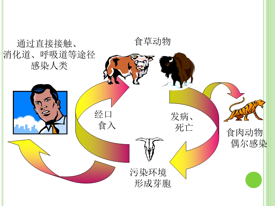 《炭疽检验技术》PPT课件.ppt_第3页