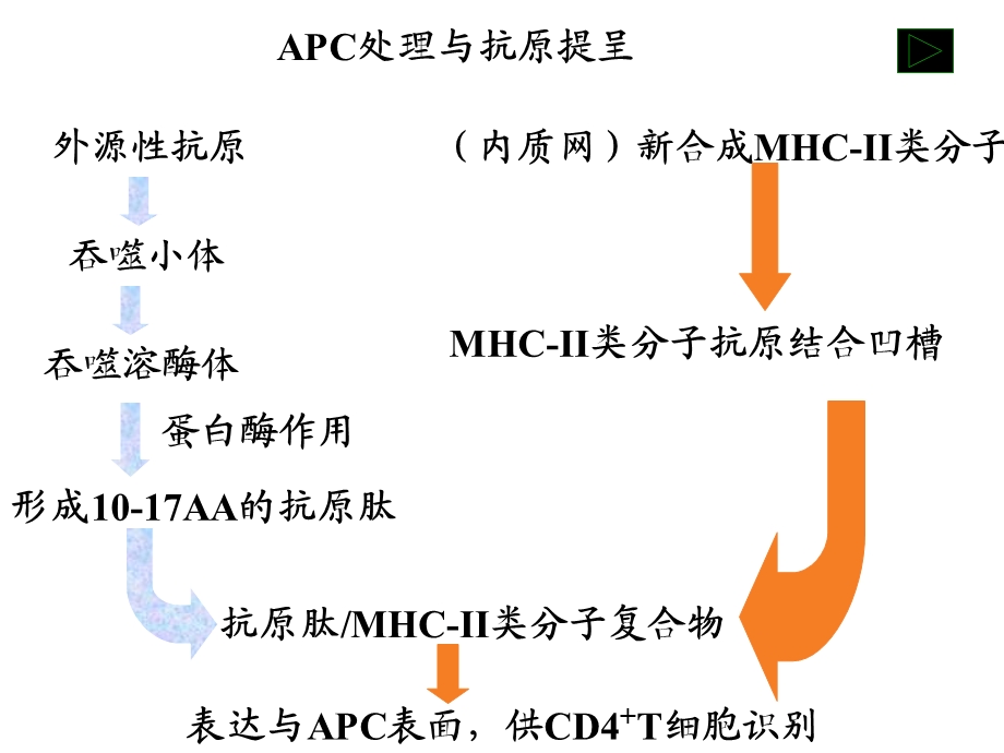 《特异性免疫应答》PPT课件.ppt_第2页