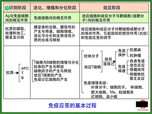 《特异性免疫应答》PPT课件.ppt