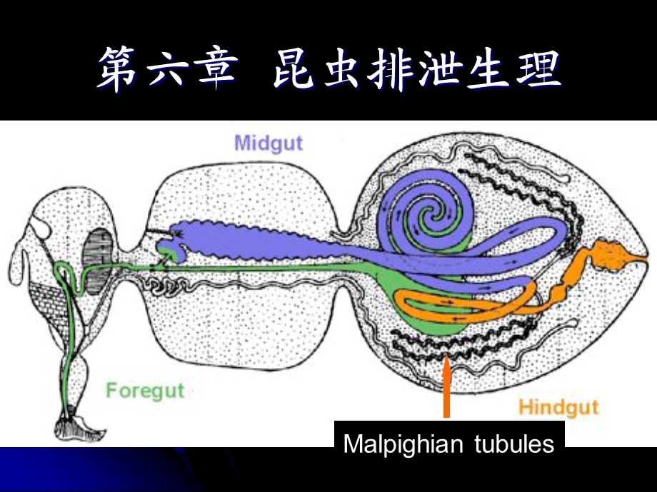 《昆虫的排泄》PPT课件.ppt_第1页