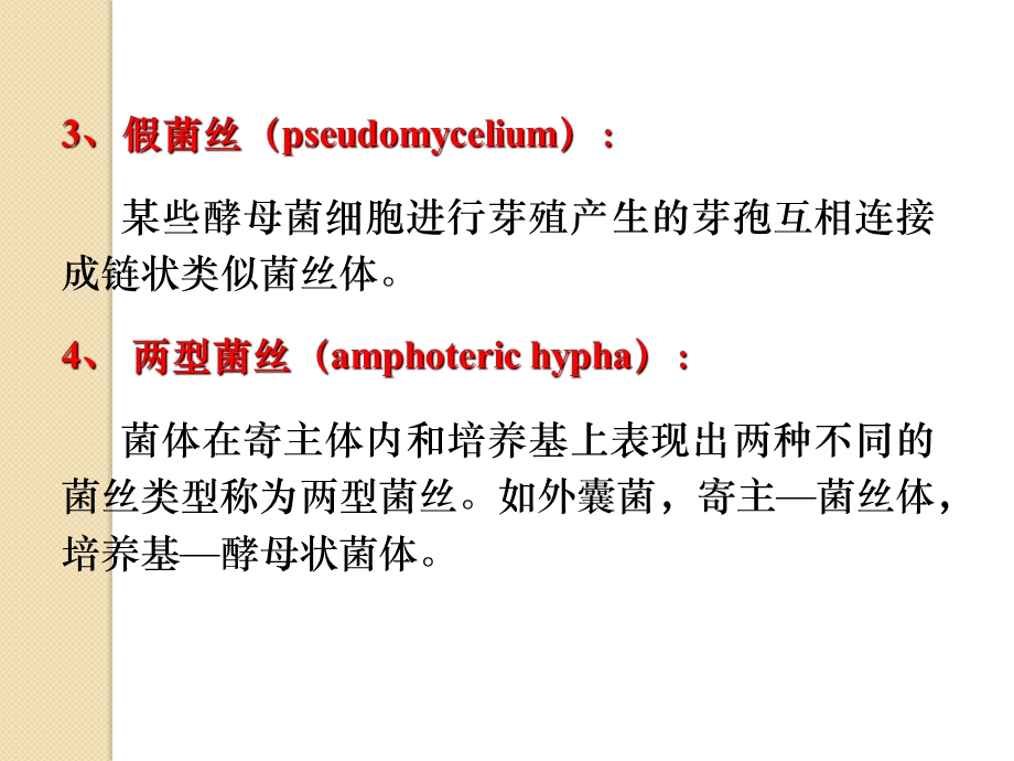 真菌的营养体.ppt_第3页