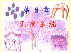 组织学与胚胎学 免疫系统.ppt