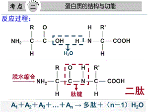 《有关蛋白质的计算》PPT课件.ppt