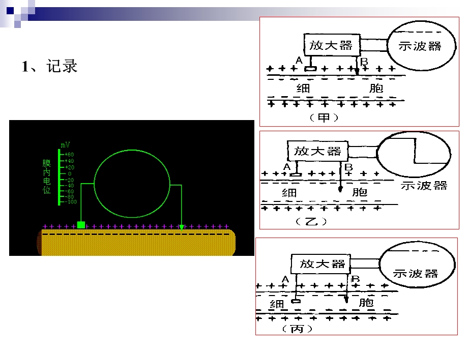 《细胞电活动》PPT课件.ppt_第3页