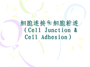 《细胞连接介绍》PPT课件.ppt