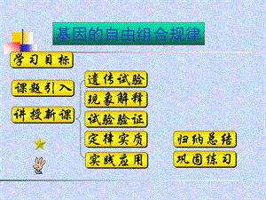 《自由组合定律》PPT课件.ppt