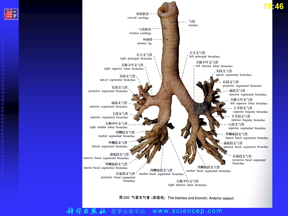 小儿气管异物.ppt_第3页