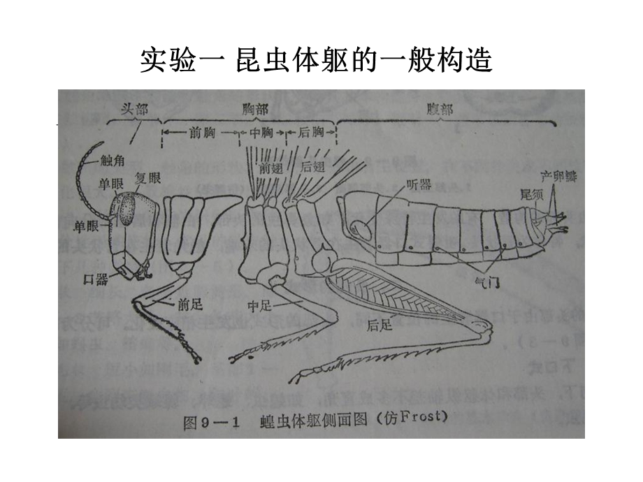 《昆虫学实验》PPT课件.ppt_第1页