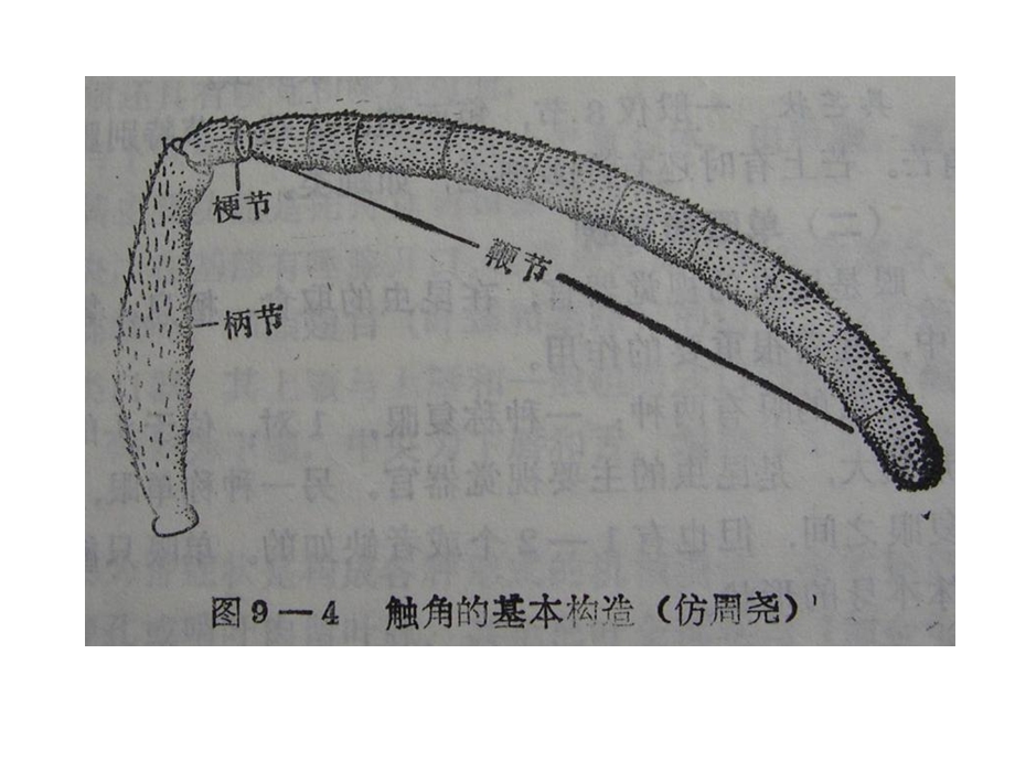 《昆虫学实验》PPT课件.ppt_第3页