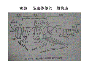 《昆虫学实验》PPT课件.ppt