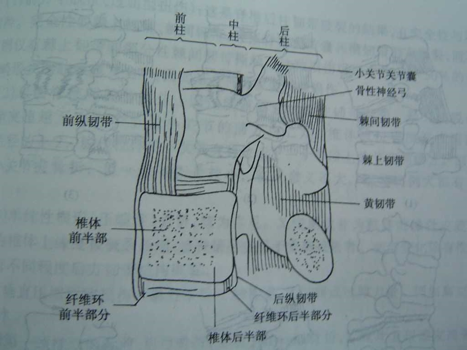 《脊柱和骨盆骨折》PPT课件.ppt_第3页